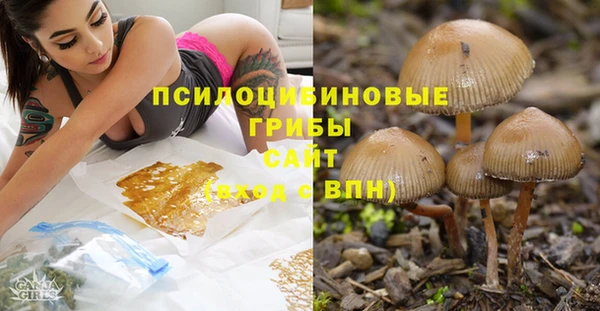 прущие грибы Армянск