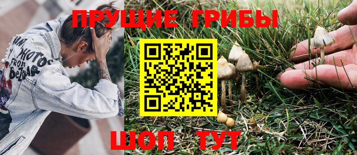 хочу наркоту  Вход с VPN  Рыбинск  Псилоцибиновые грибы Psilocybe 